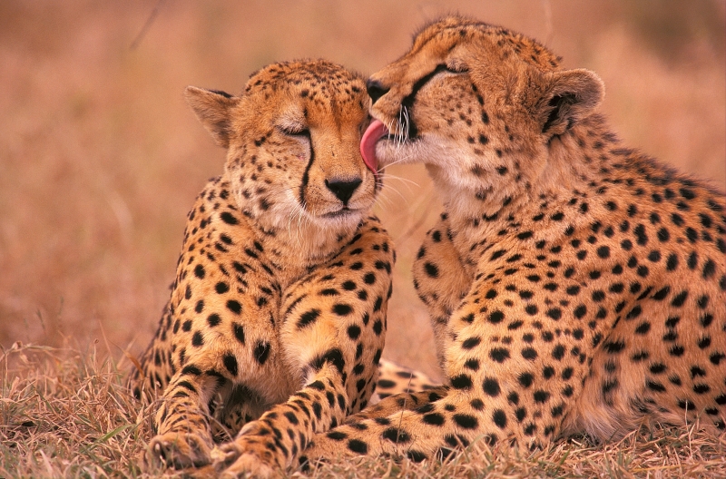 Милота дня: крошечные детеныши гепарда катаются верхом на маме
