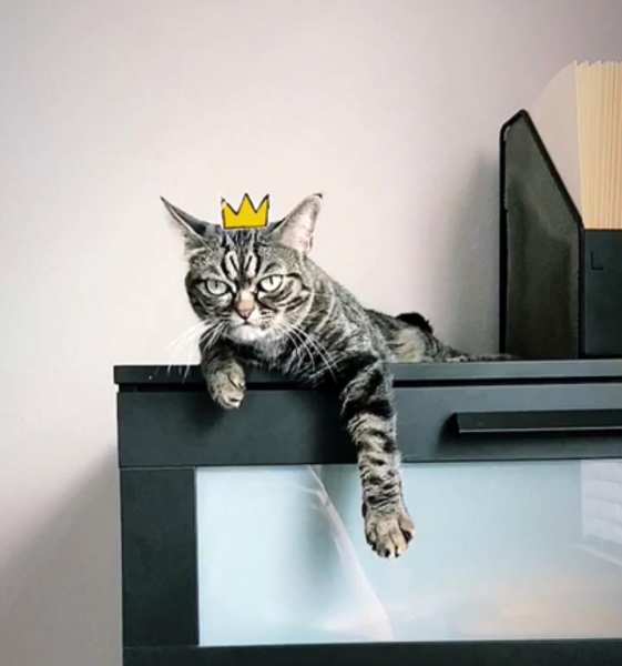 Новая самая сердитая кошка в мире покоряет интернет