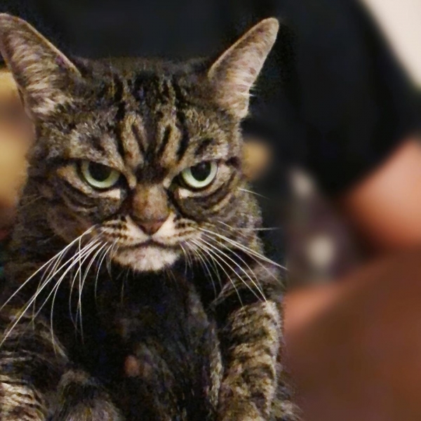 Новая самая сердитая кошка в мире покоряет интернет