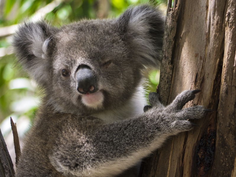 Живая игрушка: коала вломилась в дом австралийцев и поселилась на елке