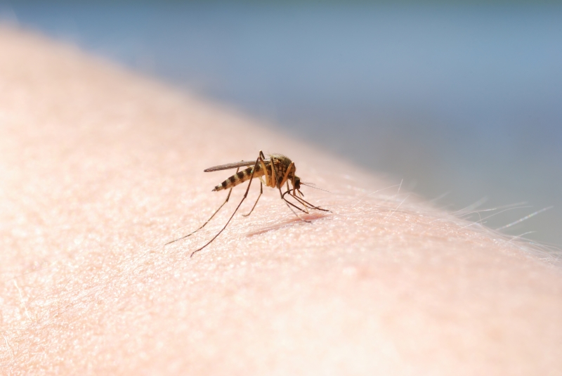 Переносят денге и энцефалит: в каких регионах России появились опасные комары