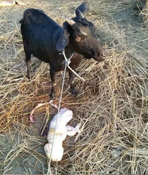 В Индии родился козленок с ''человеческим лицом'': это сочли плохим знамением. Фото 18+