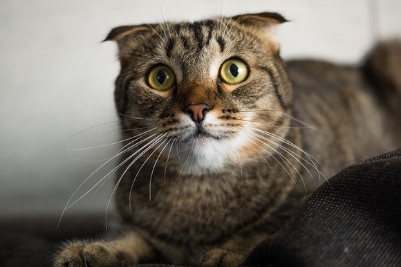 Metro: Ученые выяснили, почему кошки боятся огурцов