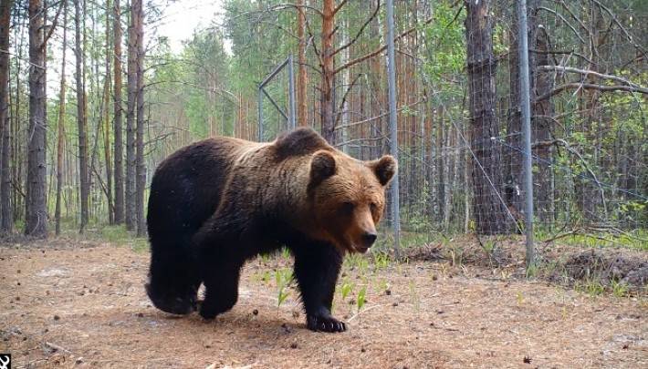 Пользователи Reddit испугались за медведя, которого «со всех сторон окружили русские»