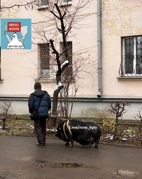 В Киеве во дворе многоэтажки мужчина выгуливал на поводке свинью. Фото