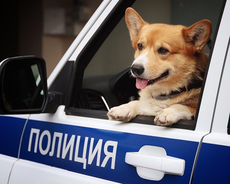 Единственный в России корги-полицейский ушел на пенсию