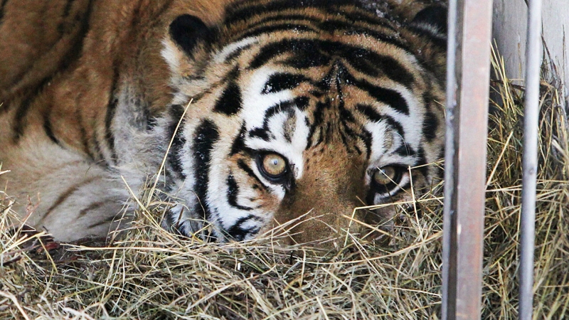 В Приморье нашли убитого человеком амурского тигренка