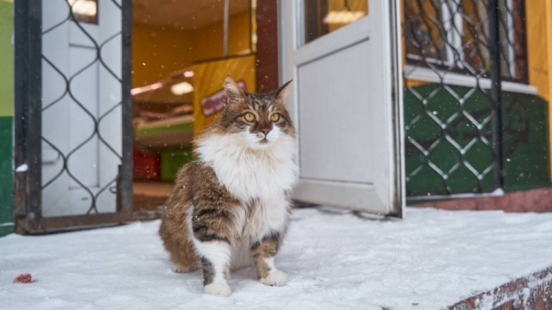 Воронежские волонтеры создали благотворительный календарь в поддержку бездомных животных